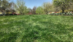 5 wichtige Maßnahmen, die verhindern, dass Sie Ihren Rasen vor dem Frühling ruinieren